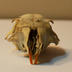 Cranium: Squirrel Cranium with Teeth Intact