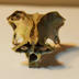 Cranium:  Squirrel Cranium without Teeth