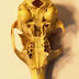 Cranium: Squirrel Cranium with Teeth Intact